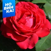 Роза Доминика/Сем Алт/1шт. в коробке - КОЛОРЛОН ВТД Новосибирск
