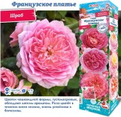 РОЗА "Французское Платье (Плетистая)" (ДачиУдачи) короб 1шт. - КОЛОРЛОН ВТД Новосибирск