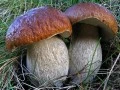 Мицелий грибов 