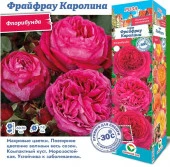 РОЗА "Фрайфрау Каролина (Флорибунда)" (ДачиУдачи) короб 1шт. - КОЛОРЛОН ВТД Новосибирск