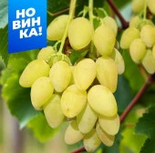 Виноград Кишмиш Елена/Сем Алт/1шт. в коробке - КОЛОРЛОН ВТД Новосибирск