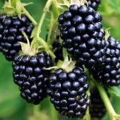 Ежевика Коламбия Гигант, средний, бесшипный (ЛЮКС) - КОЛОРЛОН ВТД Новосибирск