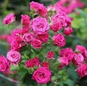 Роза спрей Лавли Лидия 65 - КОЛОРЛОН ВТД Новосибирск