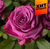 Роза Блуберри/Сем Алт/1шт. в коробке - КОЛОРЛОН ВТД Новосибирск