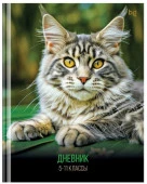 Дневник 5-11 кл. 48л. (твердый) BG "Кот", глянцевая ламинация 376844 - КОЛОРЛОН ВТД Новосибирск