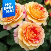 Роза Камиль Писсарро/Сем Алт/1шт. в коробке - КОЛОРЛОН ВТД Новосибирск