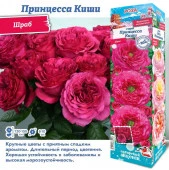 РОЗА "Принцесса Киши (Японская)" (ДачиУдачи) короб 1шт. - КОЛОРЛОН ВТД Новосибирск