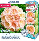 РОЗА "Джульет (Английская)" (ДачиУдачи) короб 1шт. - КОЛОРЛОН ВТД Новосибирск