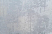 Обои Артекс 11218-03, 1,06*10м (Форест) - КОЛОРЛОН ВТД Новосибирск