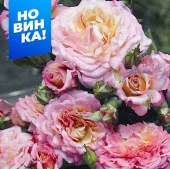 Роза Кантри Гёрл/Сем Алт/1шт. в коробке - КОЛОРЛОН ВТД Новосибирск
