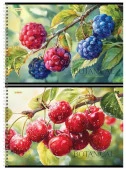 Альбом для рисования 32л., А4, на гребне BG "Ягодный" 378708 - КОЛОРЛОН ВТД Новосибирск