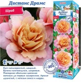 РОЗА "Дистанс Драмс (Шраб)" (ДачиУдачи) короб 1шт. - КОЛОРЛОН ВТД Новосибирск