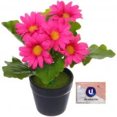 Цветочная композиция "Поцелуй лета" Хризантема ярко-розовая 20см - КОЛОРЛОН ВТД Новосибирск