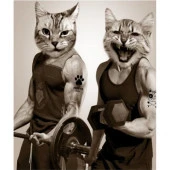 Zalel Шторы для ван. комн.Фотопринт с кольцами 180*200 арт. Gum cats - КОЛОРЛОН ВТД Новосибирск