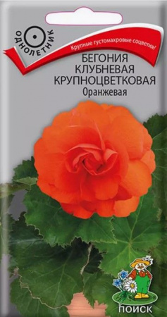 Бегония Оранжевая 5шт, крупноцветковая (Поиск) - КОЛОРЛОН ВТД Новосибирск