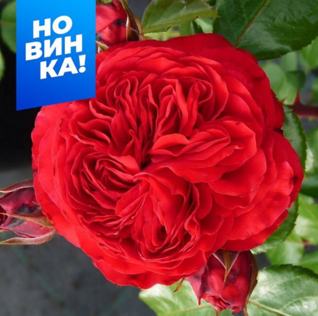 Роза Инзел Майнау/Сем Алт/1шт. в коробке - КОЛОРЛОН ВТД Новосибирск