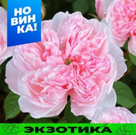 Роза Сесиль де Воланж/Сем Алт/1шт. в коробке - КОЛОРЛОН ВТД Новосибирск