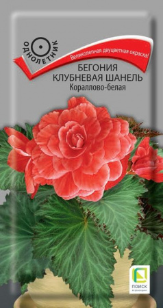Бегония Шанель F1 Кораллово-белая 5шт (Поиск) - КОЛОРЛОН ВТД Новосибирск