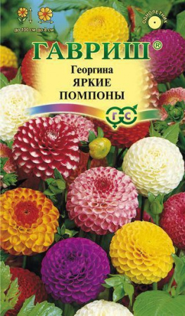 Георгина Яркие помпоны 0.2гр(Гавриш) - КОЛОРЛОН ВТД Новосибирск