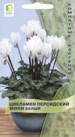 Цикламен мини Белый 2шт (Поиск) - КОЛОРЛОН ВТД Новосибирск
