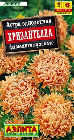 Астра Хризантелла Фламинго на закате 15шт (Аэлита) - КОЛОРЛОН ВТД Новосибирск