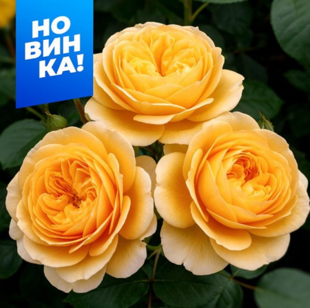 Роза Кэндллайт/Сем Алт/1шт. в коробке - КОЛОРЛОН ВТД Новосибирск