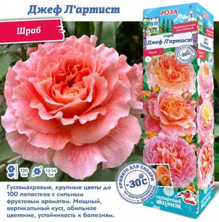 РОЗА "Джеф Л"Артист (Шраб)" (ДачиУдачи) короб 1шт. - КОЛОРЛОН ВТД Новосибирск