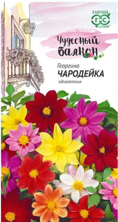 Георгина Чародейка смесь  (Гавриш) цв Чудесный балкон - КОЛОРЛОН ВТД Новосибирск