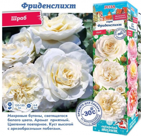 РОЗА "Фриденслихт (Шраб)" (ДачиУдачи) короб 1шт. - КОЛОРЛОН ВТД Новосибирск