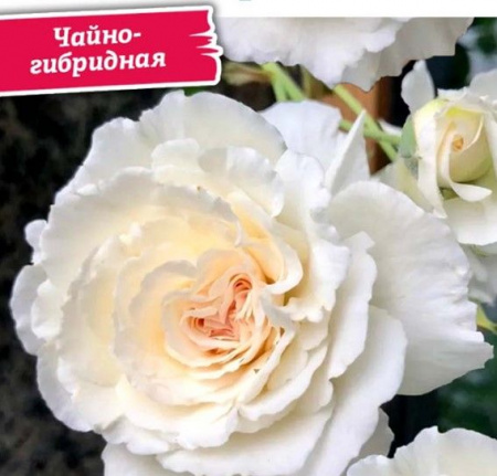 РОЗА "Шираби (Японская/Чайно-гибридная)" (ДачиУдачи) короб 1шт. - КОЛОРЛОН ВТД Новосибирск
