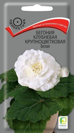 Бегония Крупноцветковая Белая 5шт (Поиск) - КОЛОРЛОН ВТД Новосибирск