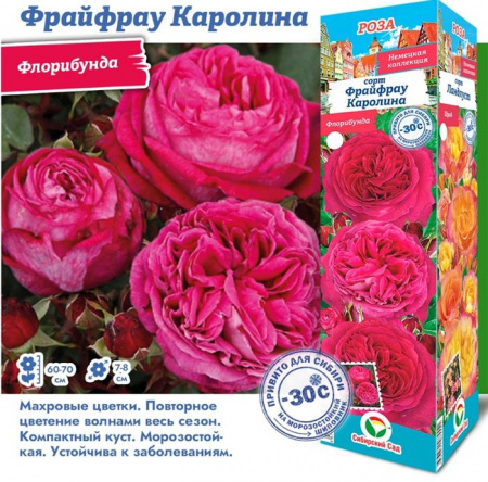 РОЗА "Фрайфрау Каролина (Флорибунда)" (ДачиУдачи) короб 1шт. - КОЛОРЛОН ВТД Новосибирск
