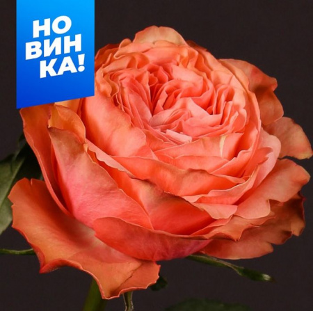 Роза Кахала/Сем Алт/1шт. в коробке - КОЛОРЛОН ВТД Новосибирск
