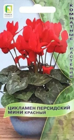 Цикламен Красный 2шт (Поиск) - КОЛОРЛОН ВТД Новосибирск