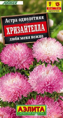 Астра Хризантелла Люби меня нежно 15шт (Аэлита) - КОЛОРЛОН ВТД Новосибирск
