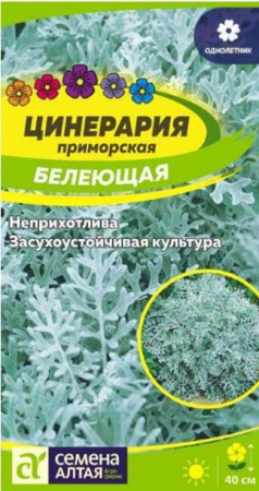 Цинерария Белеющая/Сем Алт/цп 0,05 гр. - КОЛОРЛОН ВТД Новосибирск