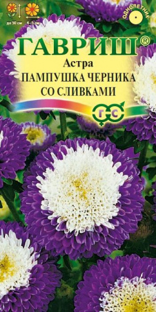 Астра Пампушка черника со  сливками 0.3гр(Гавриш) цв - КОЛОРЛОН ВТД Новосибирск