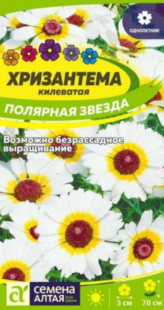 Хризантема Полярная Звезда килеватая/Сем Алт/цп 0,1 гр. - КОЛОРЛОН ВТД Новосибирск