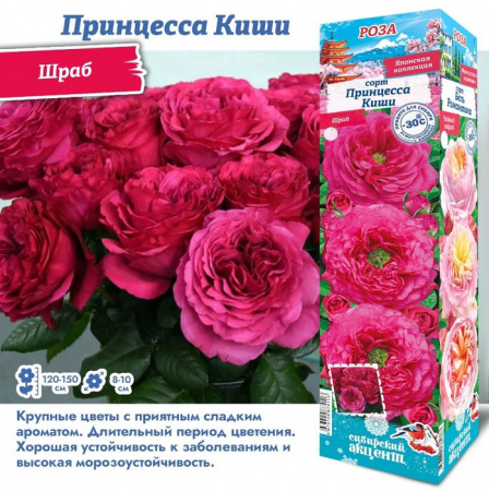 РОЗА "Принцесса Киши (Японская)" (ДачиУдачи) короб 1шт. - КОЛОРЛОН ВТД Новосибирск