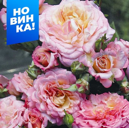 Роза Кантри Гёрл/Сем Алт/1шт. в коробке - КОЛОРЛОН ВТД Новосибирск