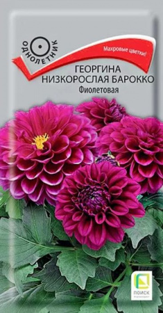 Георгина Барокко Фиолетовая 0.1г, низкорослая (Поиск) - КОЛОРЛОН ВТД Новосибирск