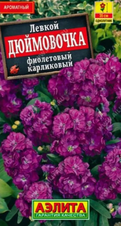 Левкой Дюймовочка  фиолетовый  (Аэлита) цв - КОЛОРЛОН ВТД Новосибирск