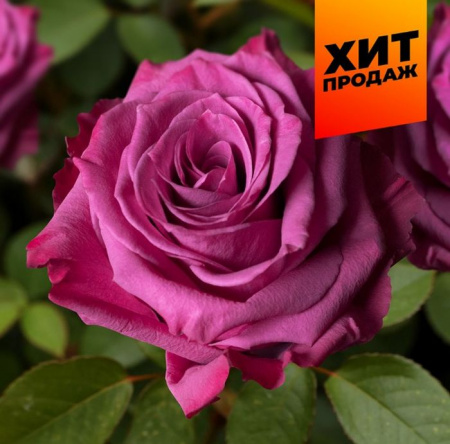 Роза Блуберри/Сем Алт/1шт. в коробке - КОЛОРЛОН ВТД Новосибирск