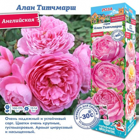 РОЗА "Алан Титчмарш (Английская)" (ДачиУдачи) короб 1шт. - КОЛОРЛОН ВТД Новосибирск