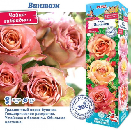 РОЗА "Винтаж (Чайно-гибридная)" (ДачиУдачи) короб 1шт. - КОЛОРЛОН ВТД Новосибирск