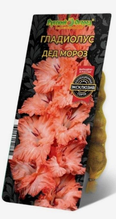 Гладиолус Дед Мороз 10/12 5шт - КОЛОРЛОН ВТД Новосибирск