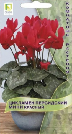Цикламен мини Красный 2шт (Поиск) - КОЛОРЛОН ВТД Новосибирск