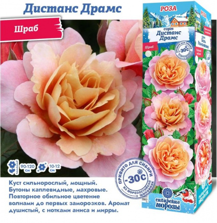 РОЗА "Дистанс Драмс (Шраб)" (ДачиУдачи) короб 1шт. - КОЛОРЛОН ВТД Новосибирск