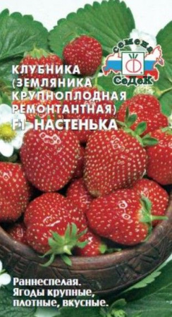 Земляника Настенька F1 ремонтантная (СеДеК) цв - КОЛОРЛОН ВТД Новосибирск
